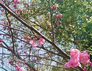 人は訪れずとも春は訪れぬ