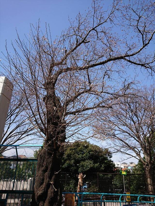 ソメイヨシノ_キリン1.jpg
