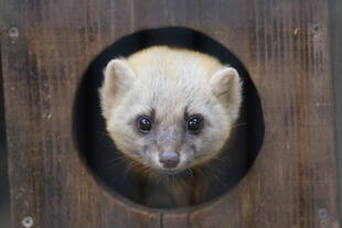 あなたはだあれ⁉