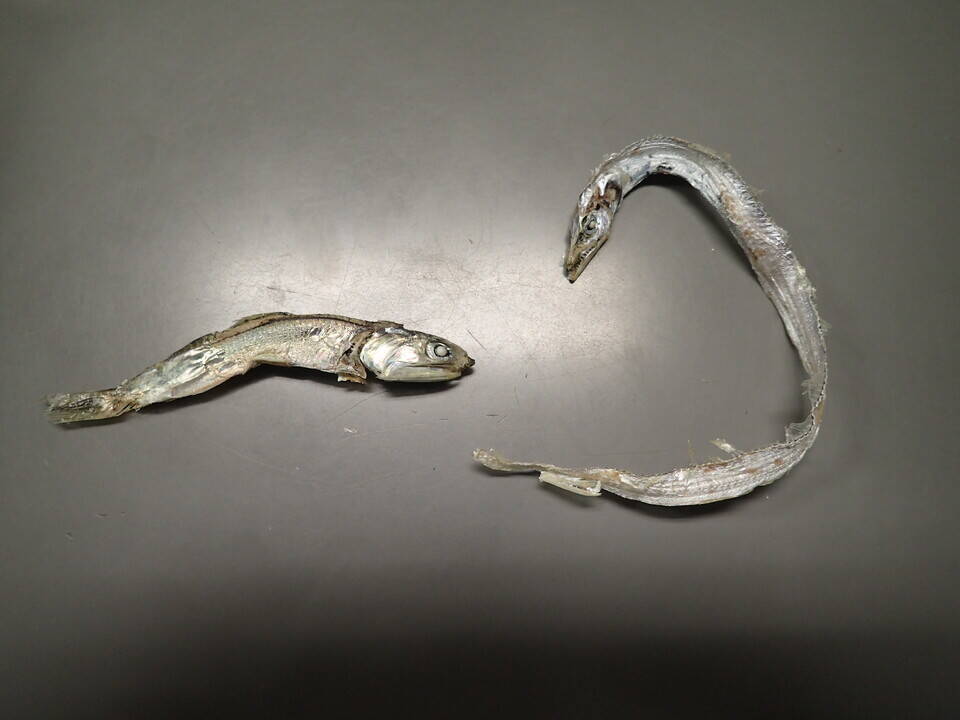 こんなこともしていますの写真