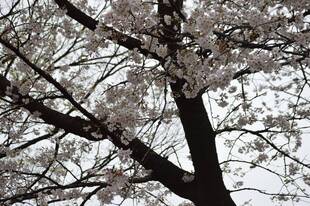 寒空と桜【3月30日】