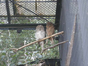 「フクロウの巣箱を追加しました。」