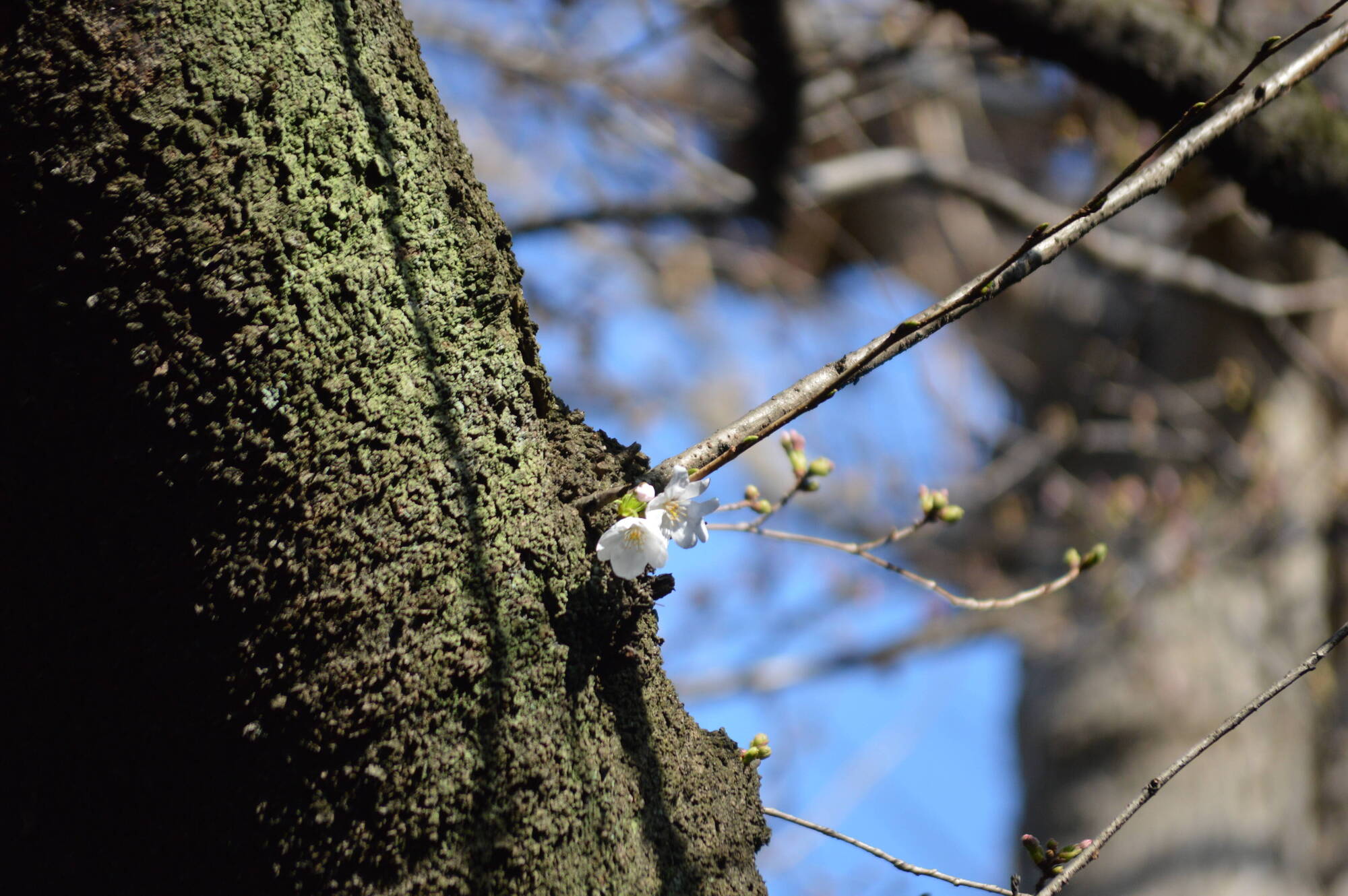 園内の桜開花情報【3月17日】の写真