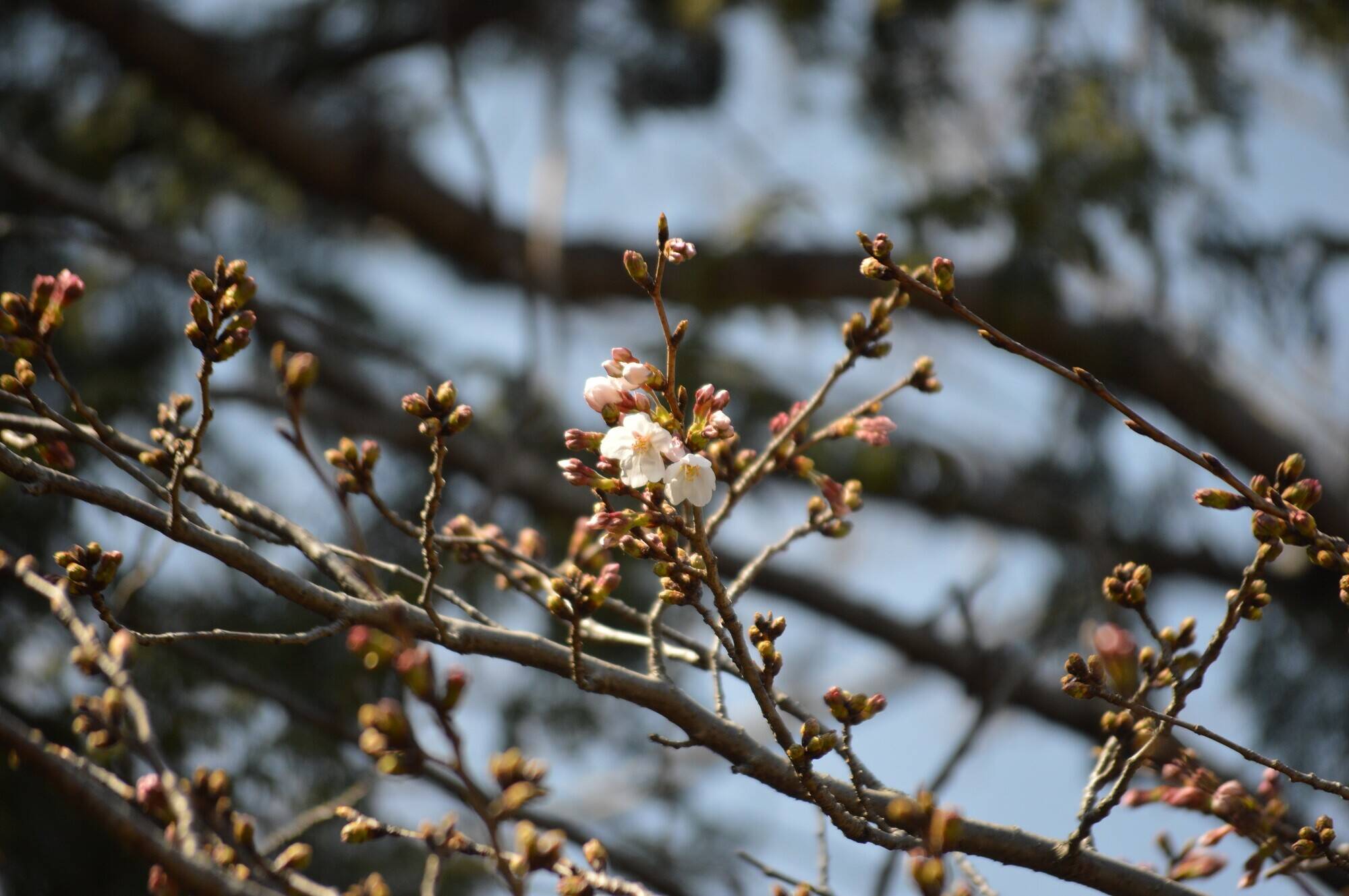 野毛山公園の桜開花情報【3月19日】の写真