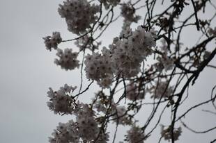 園内の桜開花情報~ひだまり広場裏ほか~【3月23日】