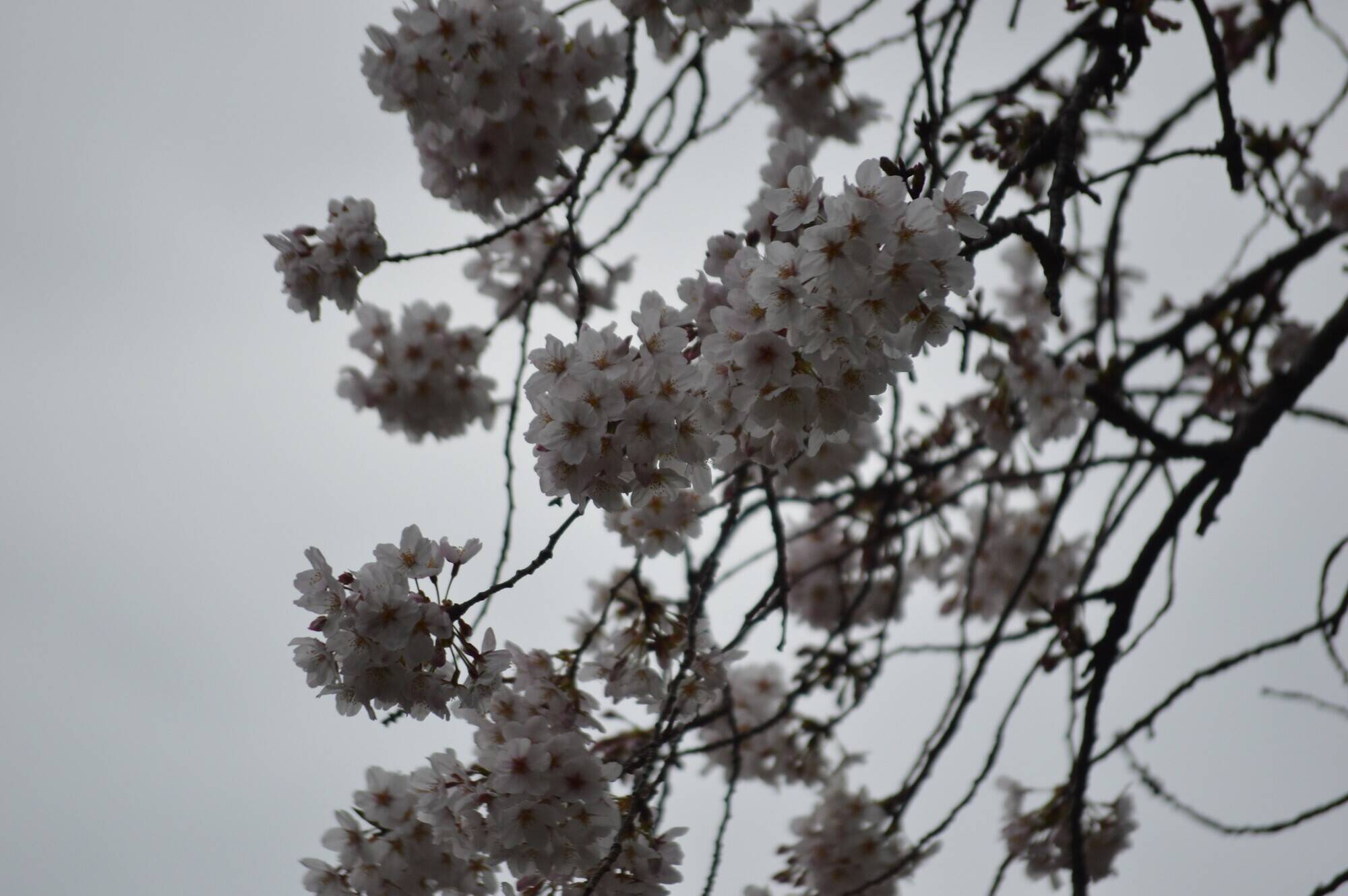 園内の桜開花情報~ひだまり広場裏ほか~【3月23日】の写真