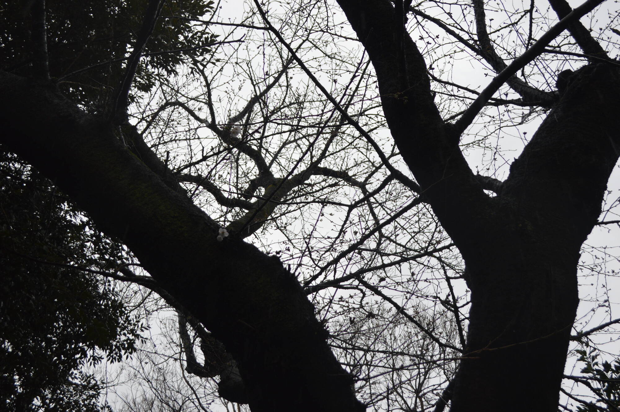 20200314撮影ライオン展示場前 (2).jpgのサムネイル画像