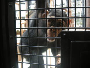 「チンパンジーのコウタロウが退屈していたので、」