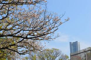 野毛山公園の花【4月10日】