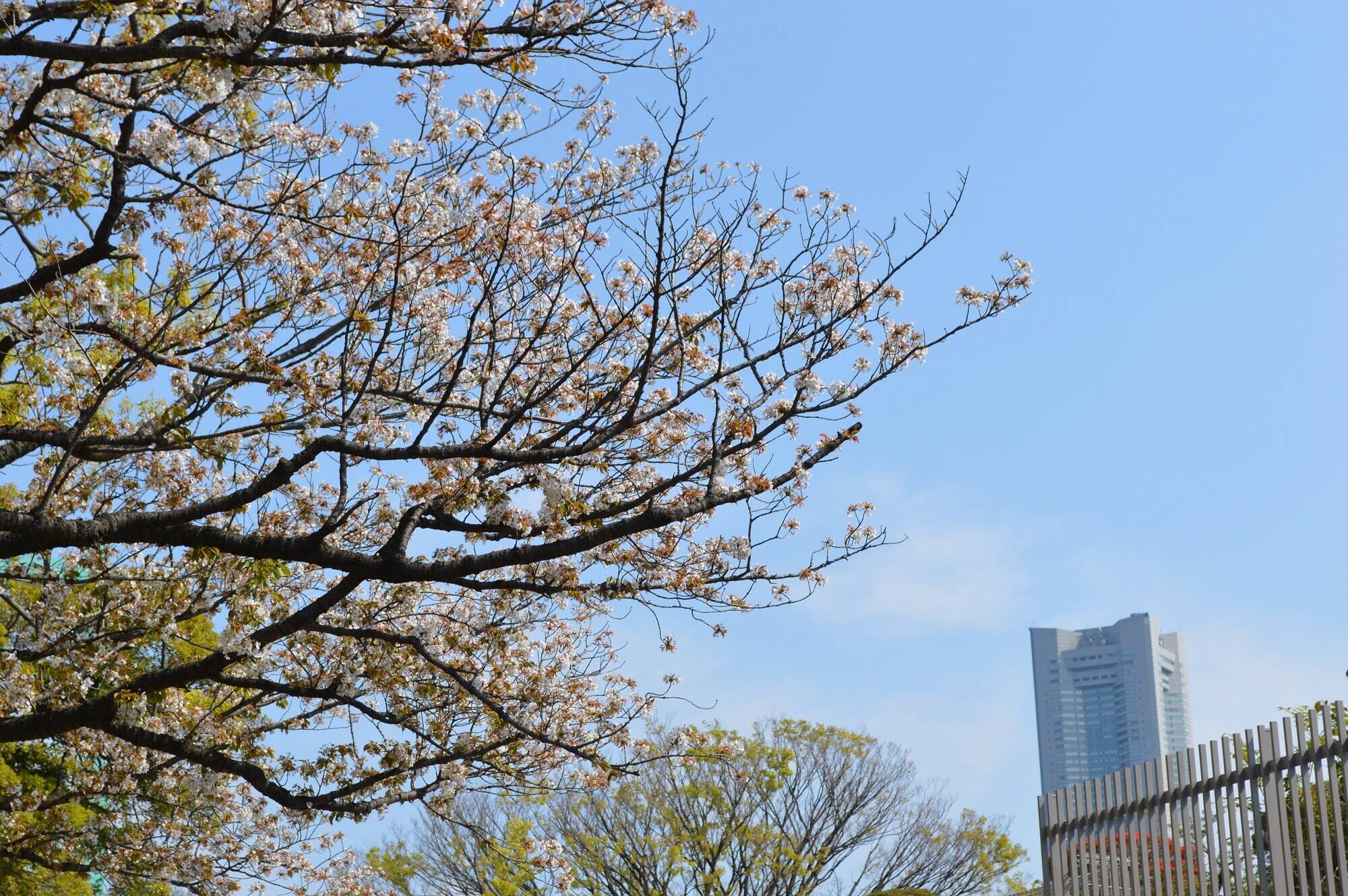 野毛山公園の花【4月10日】の写真