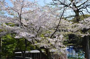 散り始める桜も【4月4日】