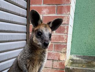 アスタのお気に入り
