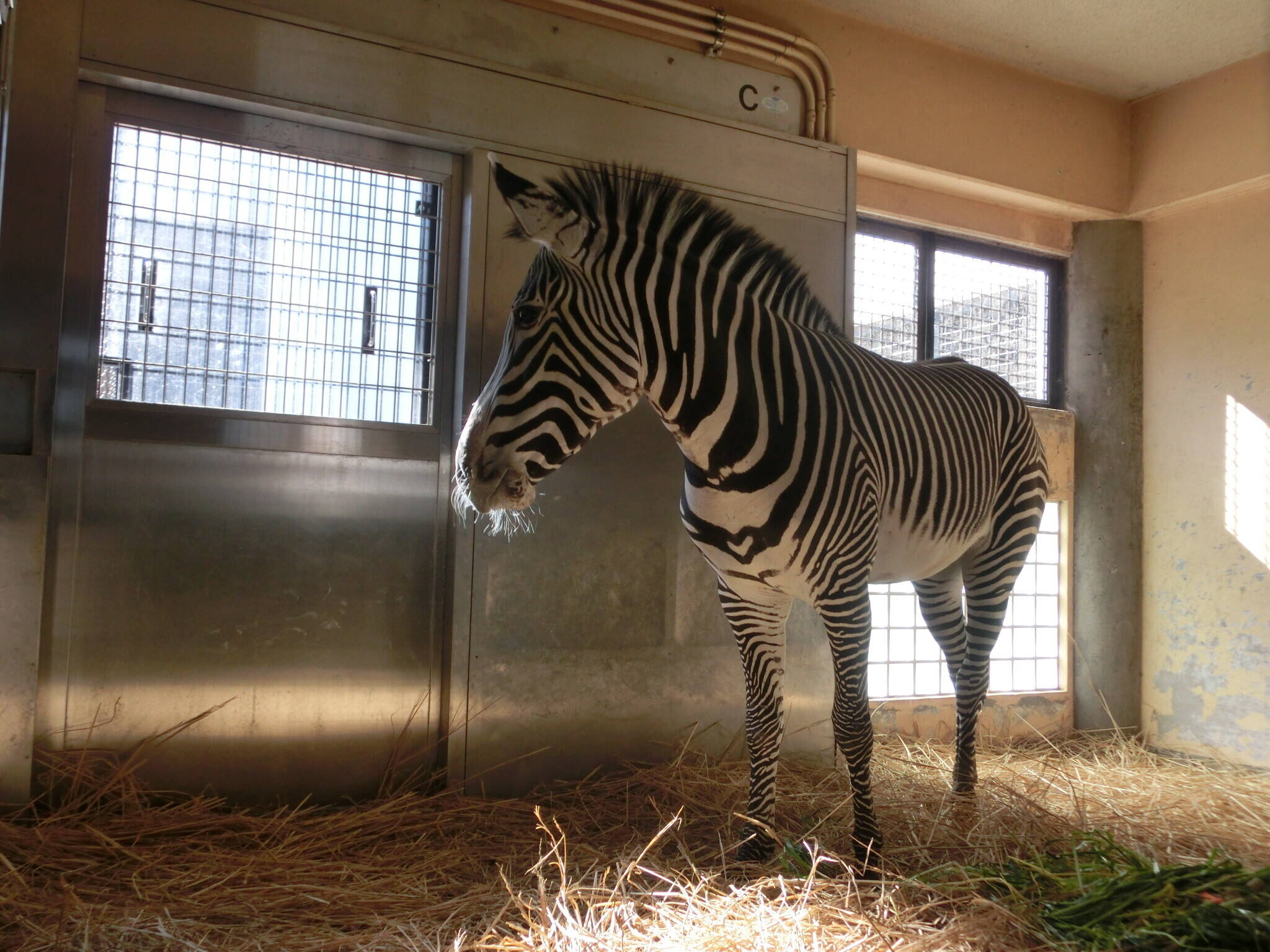 2日目のココロですの写真