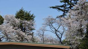 どこみても満開【4月2日】