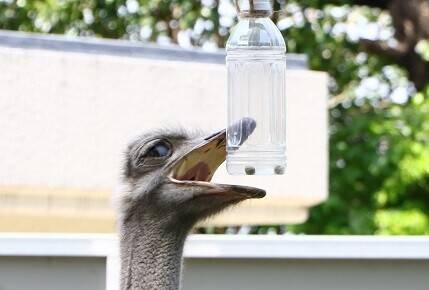 プチ改修~ダチョウ編~の写真
