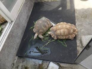 #家にいよう