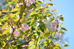 園内のヤエザクラ【4月14日】