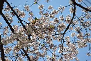 園内のオオシマザクラ【4月6日】