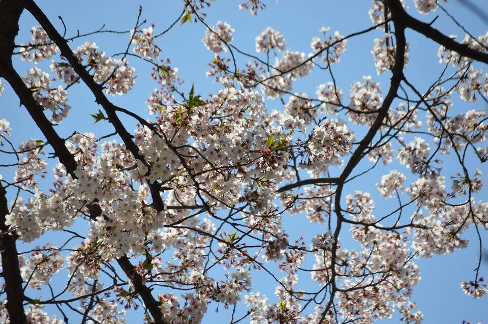 園内のオオシマザクラ【4月6日】の写真