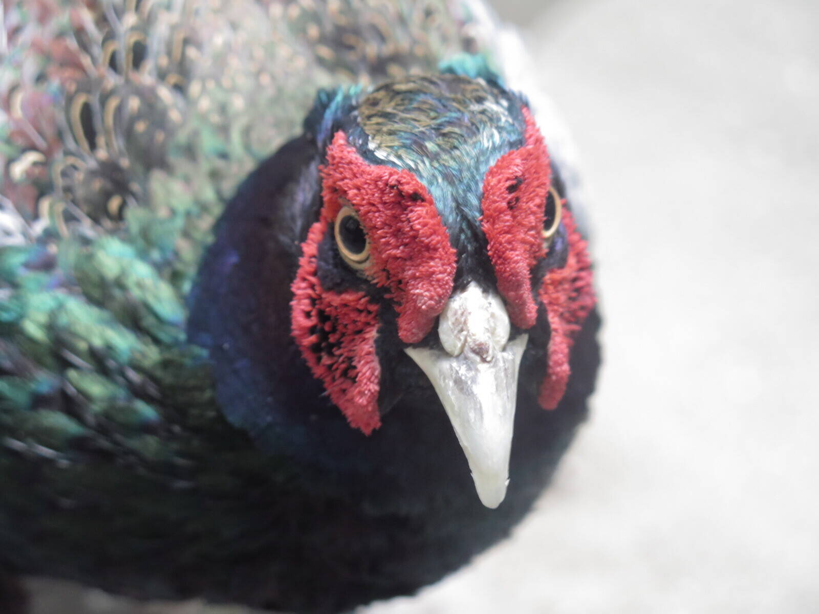 NOGEYAMA ZOO COLLECTION Vol.1の写真