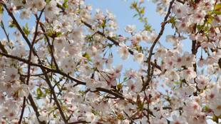 野毛山公園のシドモア桜【4月5日】