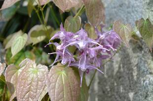 葉桜と季節の花【4月17日】