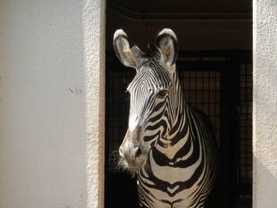 ココロ、外に出る練習開始！