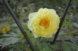 動物園内のボタン園