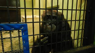 コブヘイの、意外な反応