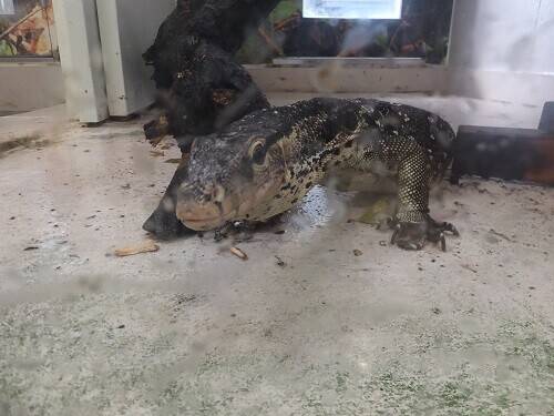 爬虫類館での諸々 その1の写真