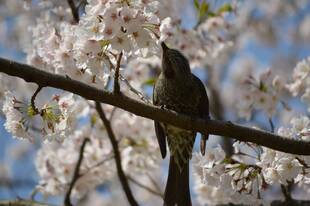 野毛山公園も満開【4月3日】