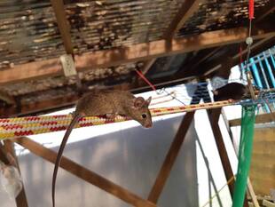 「綱渡り忘れないで!」~臨時休園中のハツカネズミのお話~