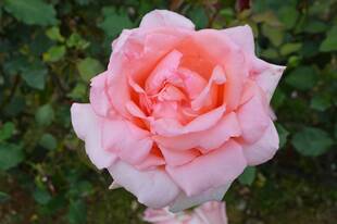 野毛山公園展望地区のバラが咲き始めました