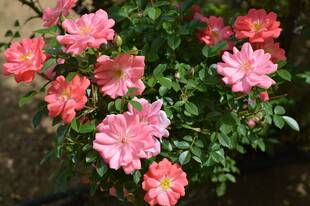 色鮮やかなバラ