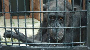 メスたちは・・・ ピーコさん編