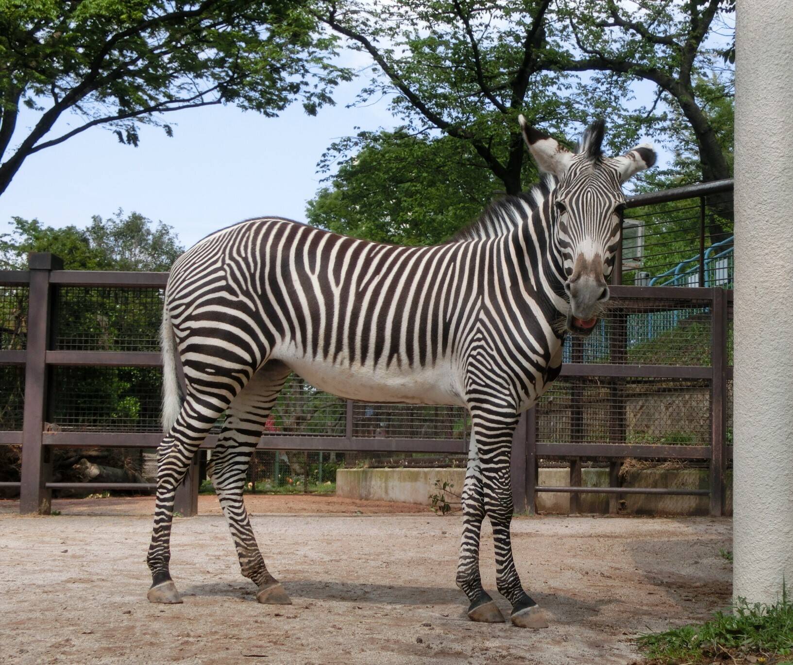 ココロ、ここも慣れたよの写真