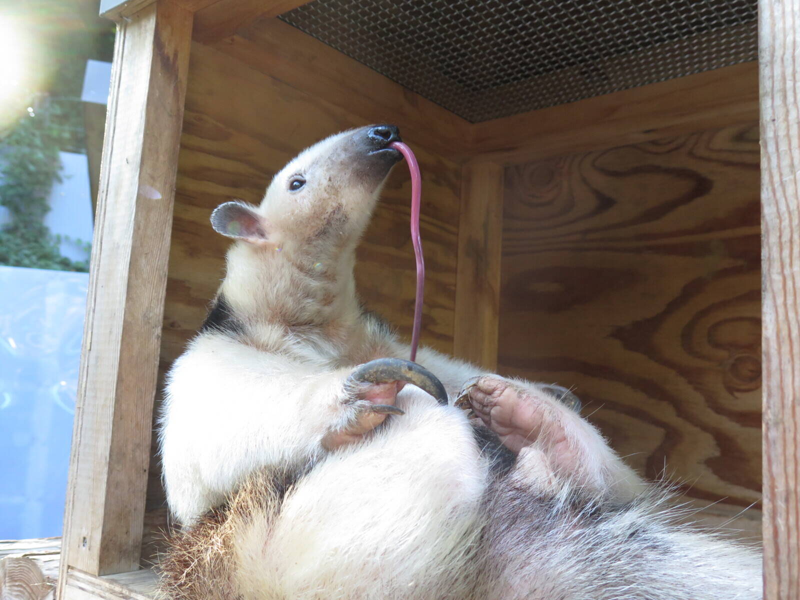 NOGEYAMA ZOO COLLECTION Vol.2の写真