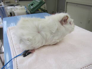 ブログ　DE　動物病院ガイドツアー　vol.3