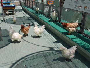 ニワトリたちも元気ですよ~!