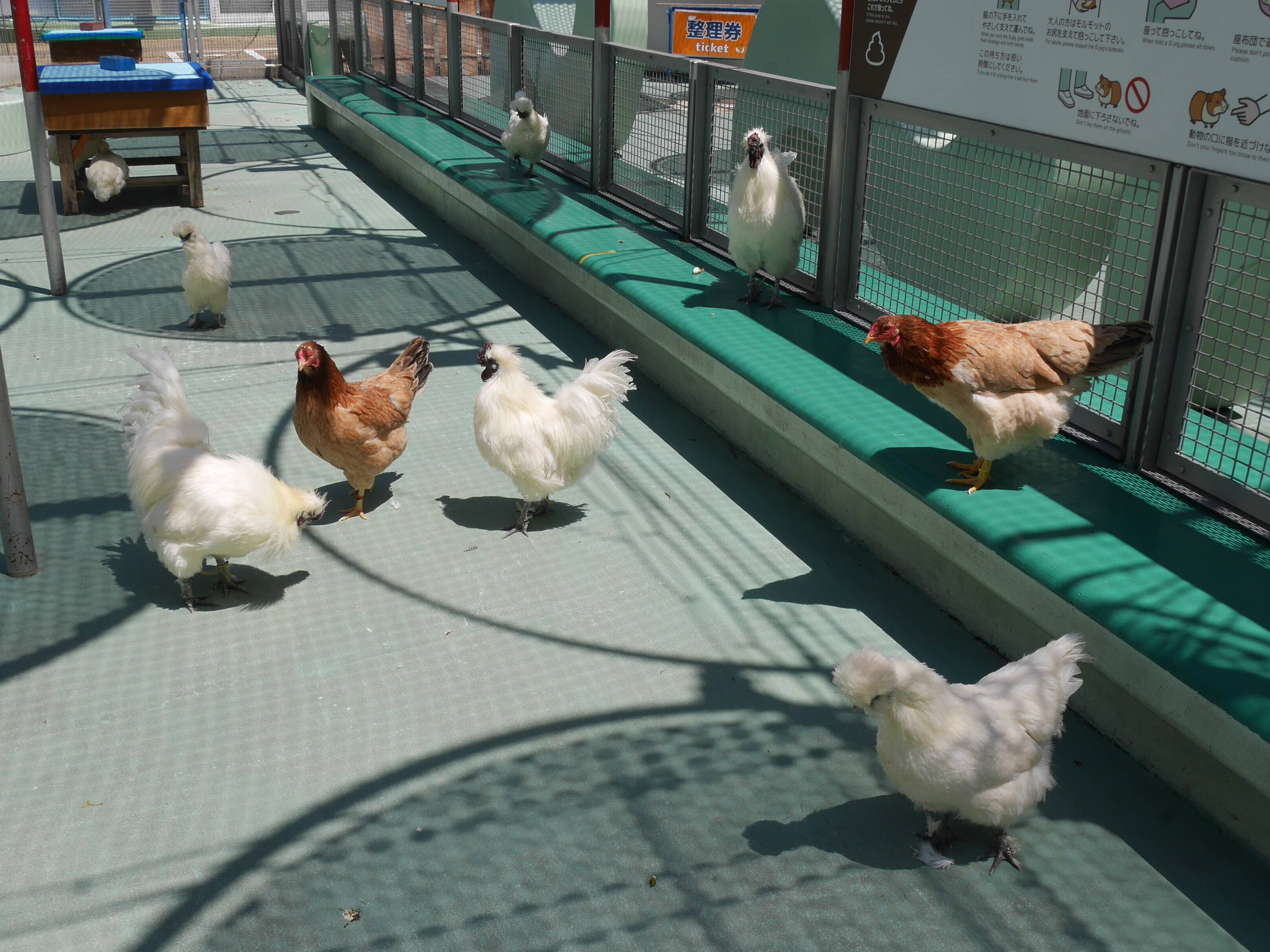 ニワトリたちも元気ですよ~!の写真
