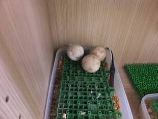 世にも奇妙なカメの卵