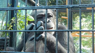 メスたちは・・・ ミラクル編