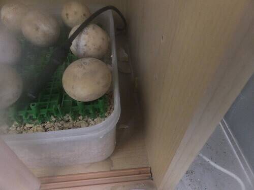 跳んだ卵の写真