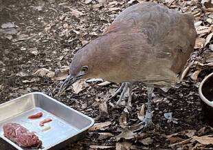 ミゾタロウ通信