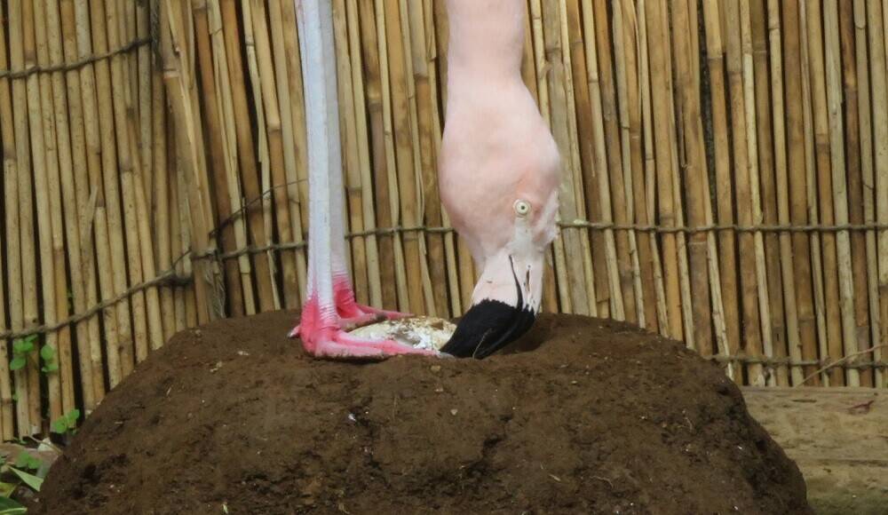 プチ改修~フラミンゴ編~の写真
