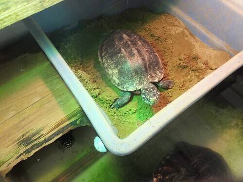 ハミルトンガメ産卵しましたの写真
