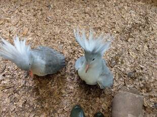 カグ―との新生活