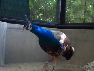 新しい生活（様式）　その①  ～巣立ち編～