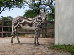 ココロの気持ち