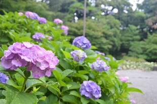 梅雨とアジサイ
